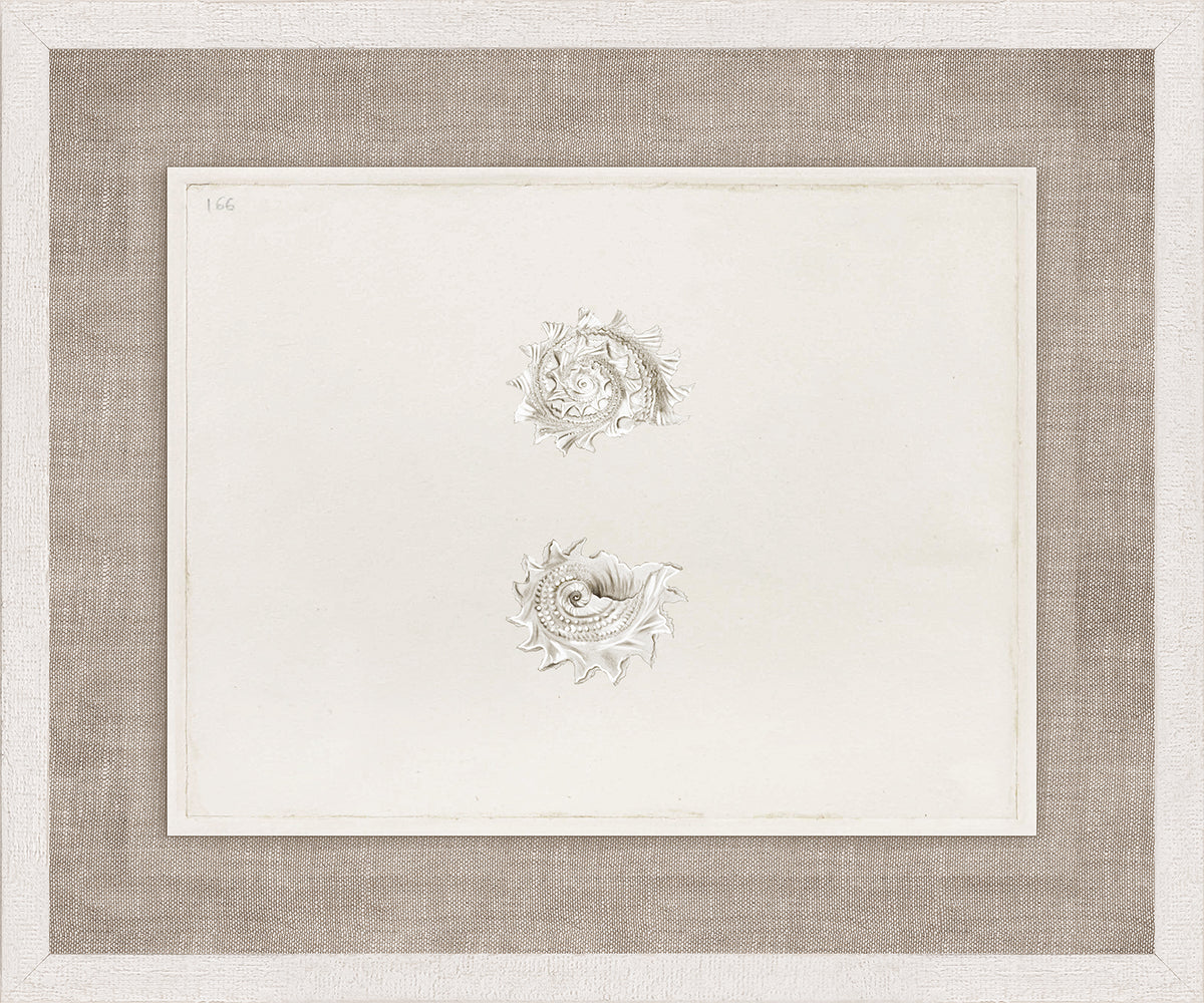 Anna’s Shells, Circa 1822 – IV wall art featuring two detailed shell illustrations on a light background.