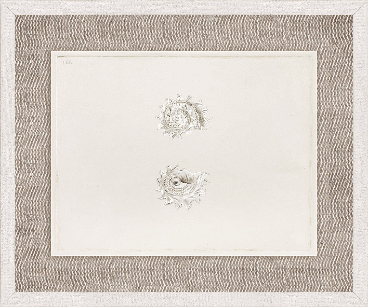 Anna’s Shells, Circa 1822 – IV wall art featuring two detailed shell illustrations on a light background.