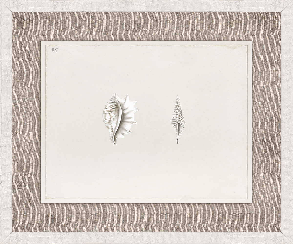 Anna’s Shells, Circa 1822 – V wall art featuring two detailed shell illustrations on a light background