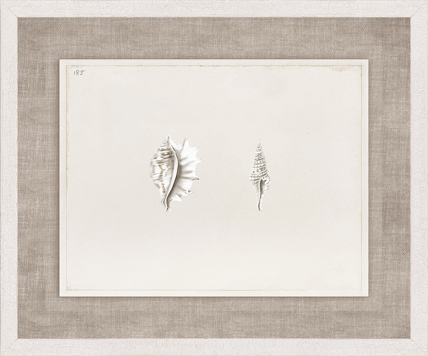 Anna’s Shells, Circa 1822 – V wall art featuring two detailed shell illustrations on a light background