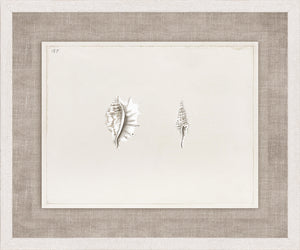 Anna’s Shells, Circa 1822 – V wall art featuring two detailed shell illustrations on a light background