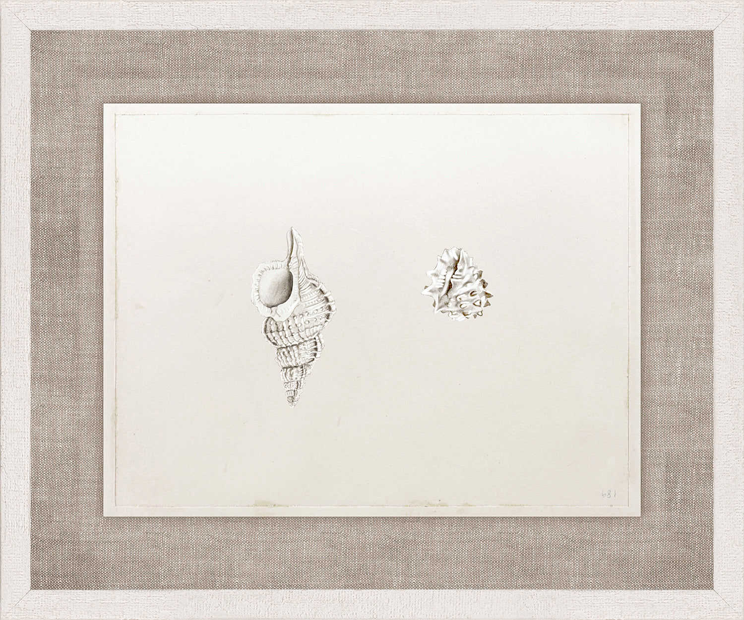 Anna’s Shells, Circa 1822 – VI wall art featuring two detailed shell illustrations on a light background.