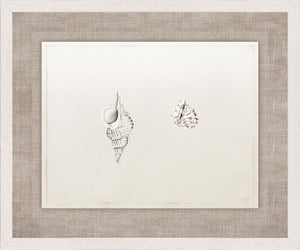 Anna’s Shells, Circa 1822 – VI wall art featuring two detailed shell illustrations on a light background.