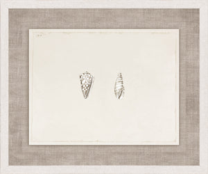 Anna’s Shells, Circa 1822 – VII wall art featuring two detailed shell illustrations on a textured background.