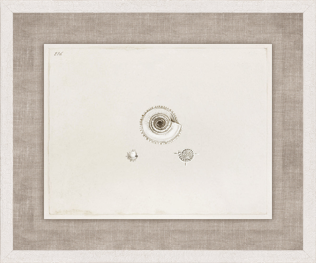 Anna’s Shells, Circa 1822 – VIII wall art featuring three detailed shell illustrations on a cream background.