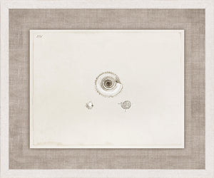 Anna’s Shells, Circa 1822 – VIII wall art featuring three detailed shell illustrations on a cream background.