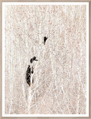 Bears in a Birch Forest — nature and landscape fine art print in neutral tones at Laurie Yapp Home