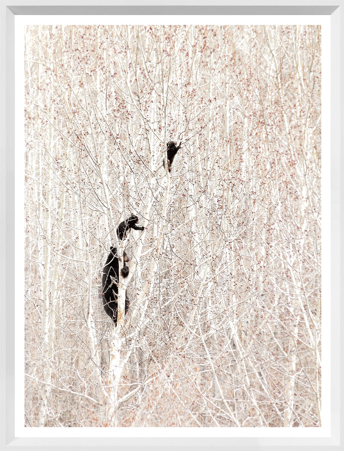 Bears in a Birch Forest — nature and landscape fine art print shown from another angle