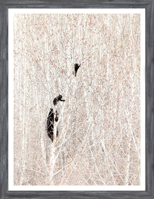 Bears in a Birch Forest — nature and landscape fine art print shown from another angle