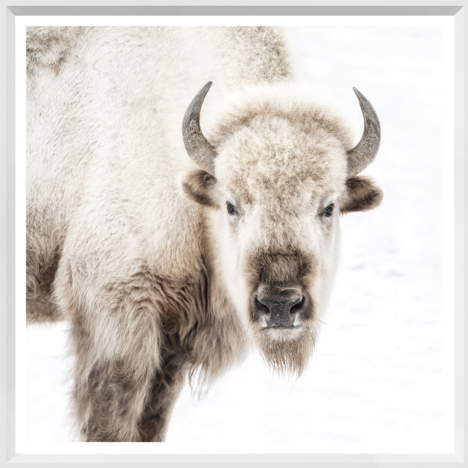 Sacred White Bison — nature and landscape fine art print shown from another angle