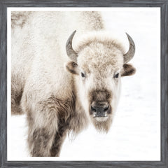 22 x 22 po – Sous verre, cadre gris