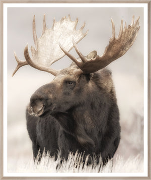 front view of Grand Teton Moose luxury Artwork