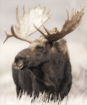 Grand Teton Moose — nature and landscape fine art print in neutral tones at Laurie Yapp Home