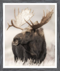 47 × 56 cm – Encadré sous verre, cadre gris