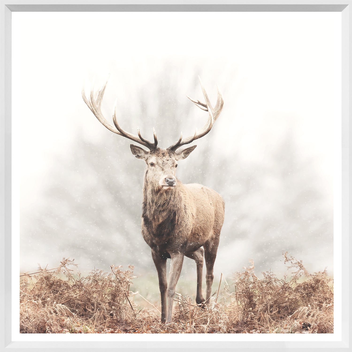 Red Deer Stag — nature and landscape fine art print in neutral tones at Laurie Yapp Home