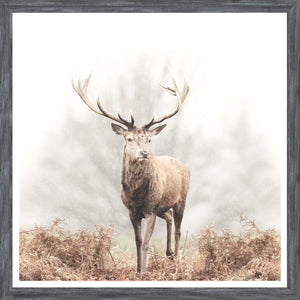 Red Deer Stag — nature and landscape fine art print shown from another angle