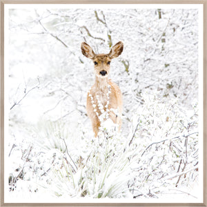 front view of Colorado Mule Deer luxury Artwork