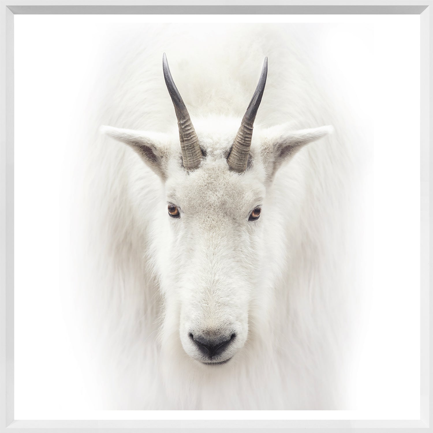 Mountain Goat — nature and landscape fine art print shown from another angle