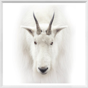 Mountain Goat — nature and landscape fine art print shown from another angle