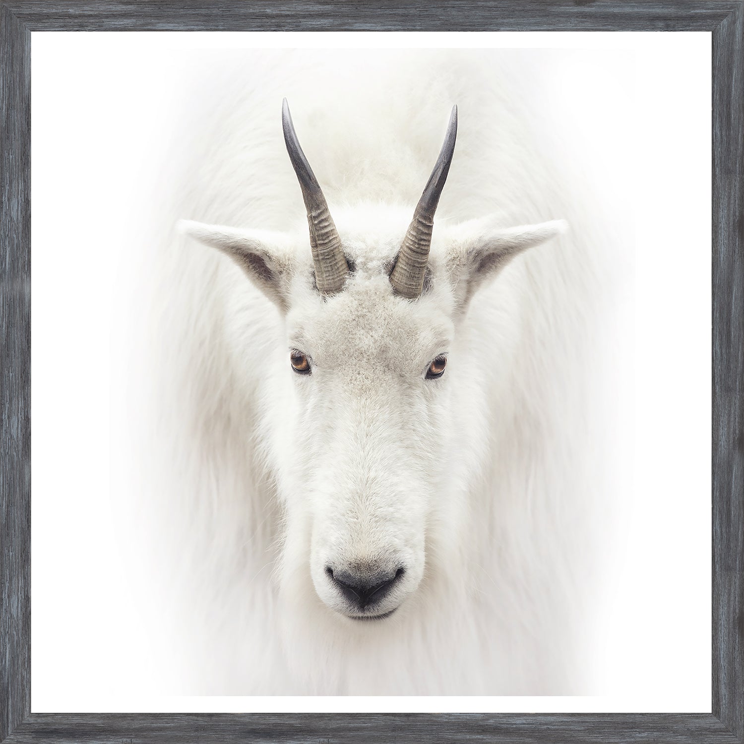Mountain Goat — nature and landscape fine art print shown from another angle
