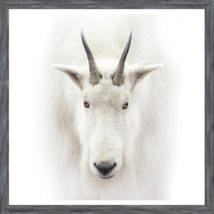 Mountain Goat — nature and landscape fine art print shown from another angle