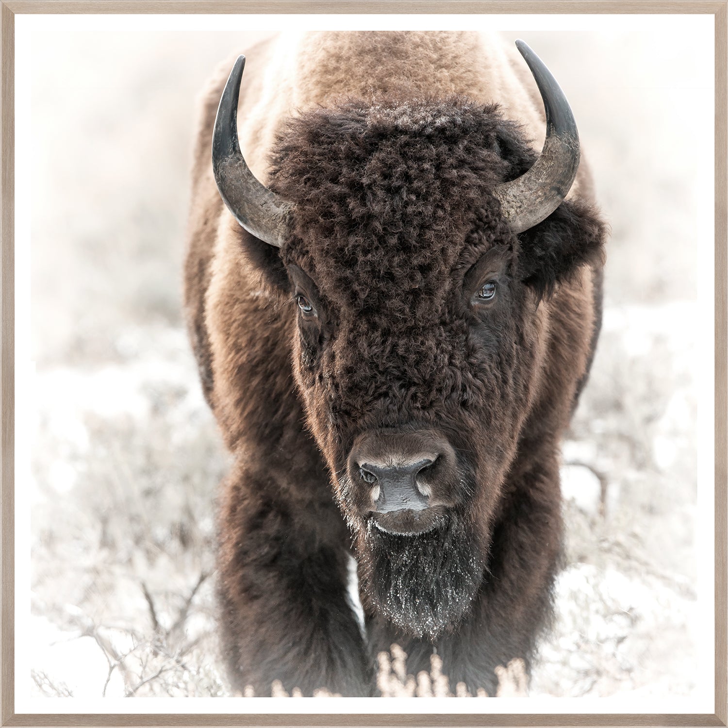 Bison in the Tetons — nature and landscape fine art print in neutral tones at Laurie Yapp Home