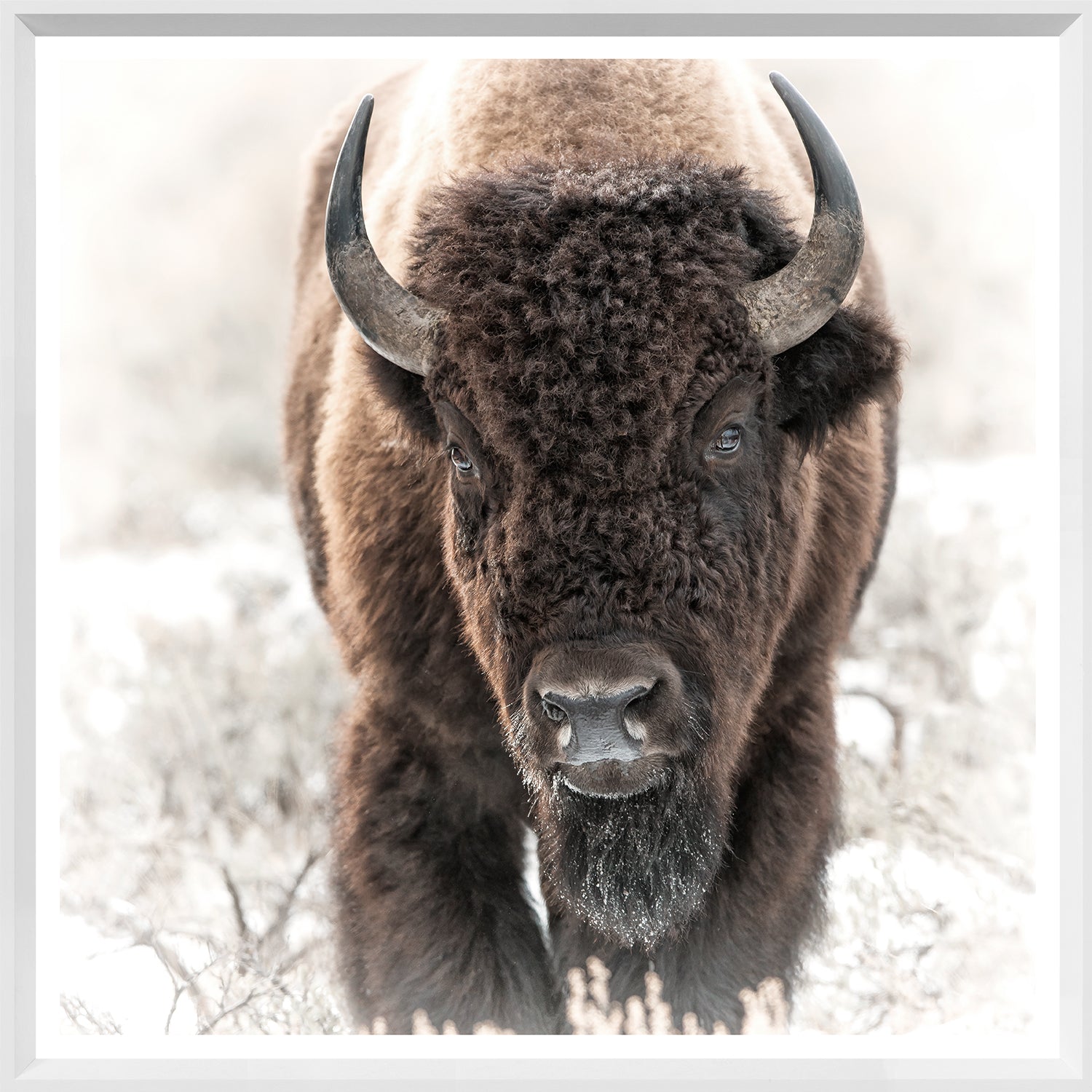 Bison in the Tetons — nature and landscape fine art print shown from another angle