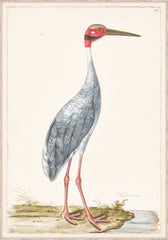 33 × 47 po