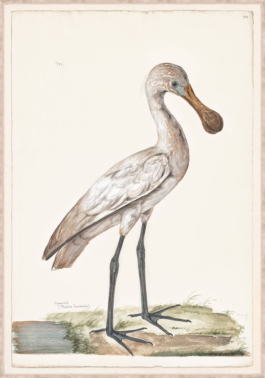 T White Spoonbill C 1720 framed art print