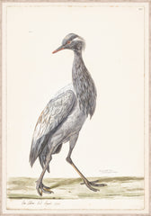 33 × 47 po