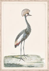 16 × 23 po