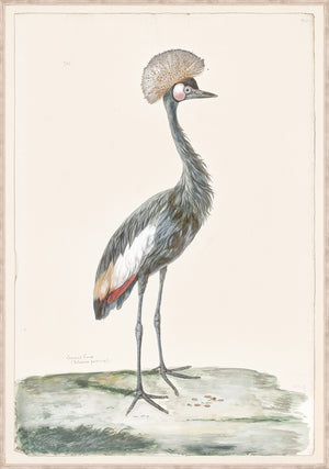 T White Crowned Crane C 1720 framed art print