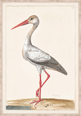 41 × 58 cm
