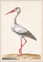33 × 47 po