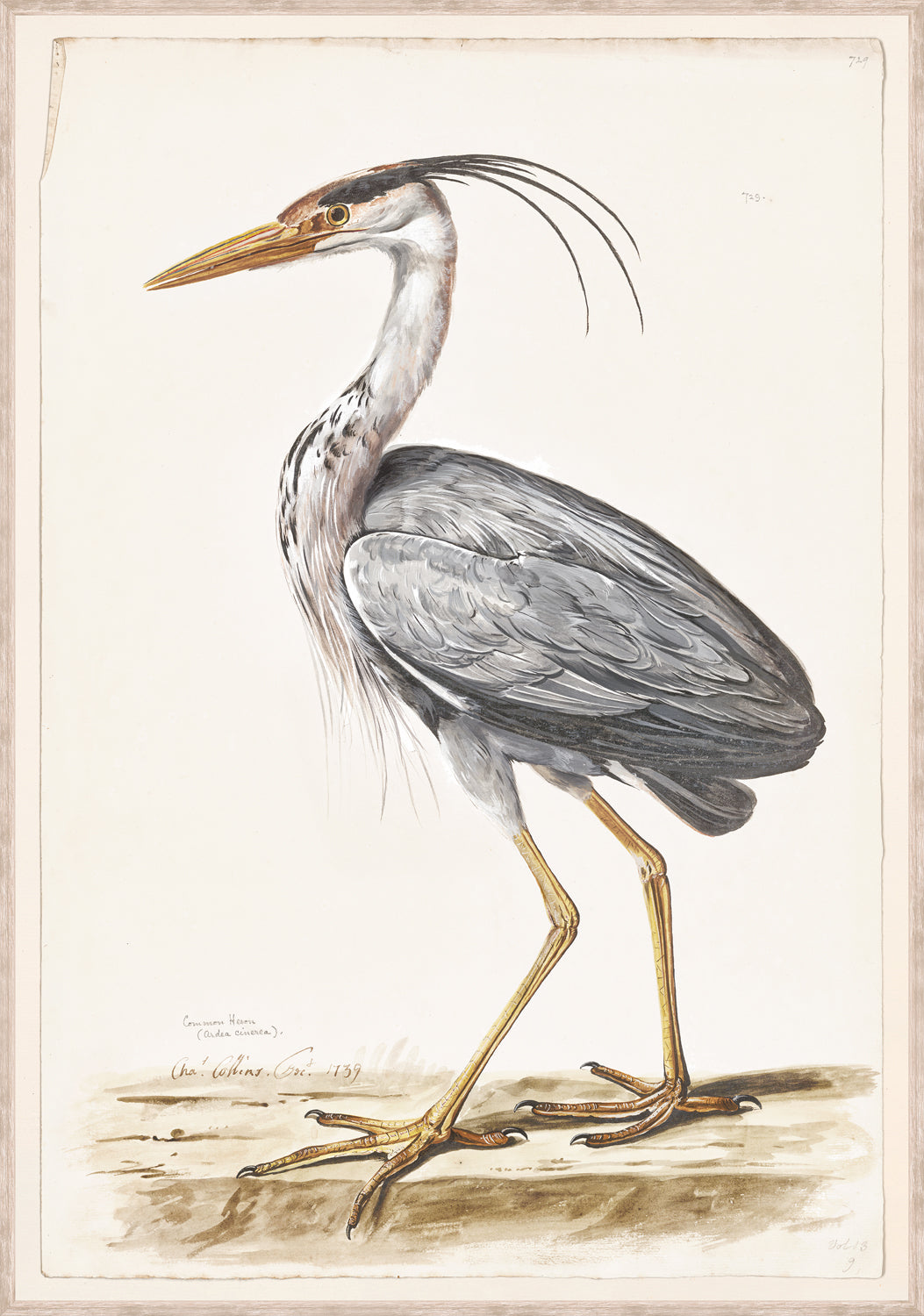 T White Common Heron C 1720 framed art print