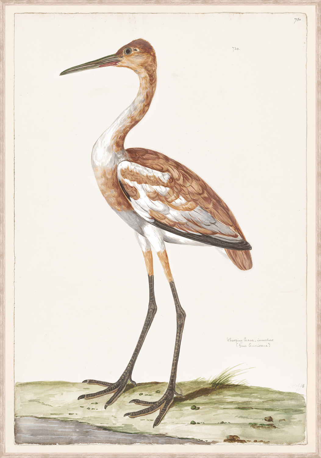 T White Whooping Crane C 1720 framed art print