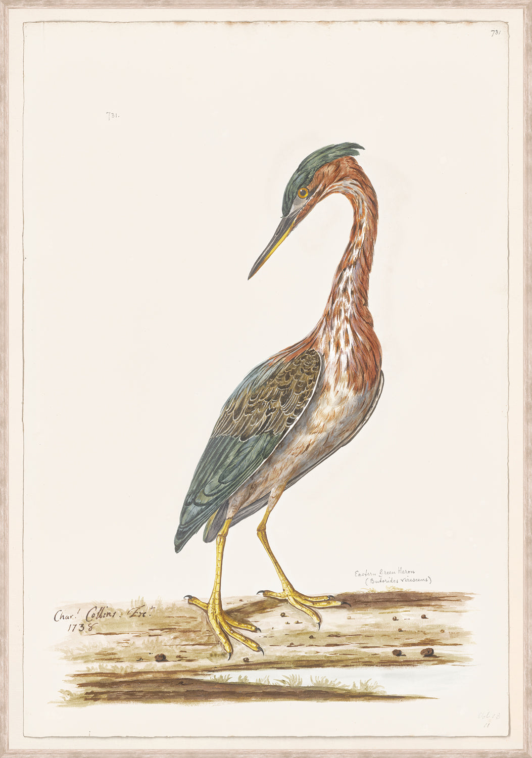 T White Eastern Green Heron C 1720 framed art print