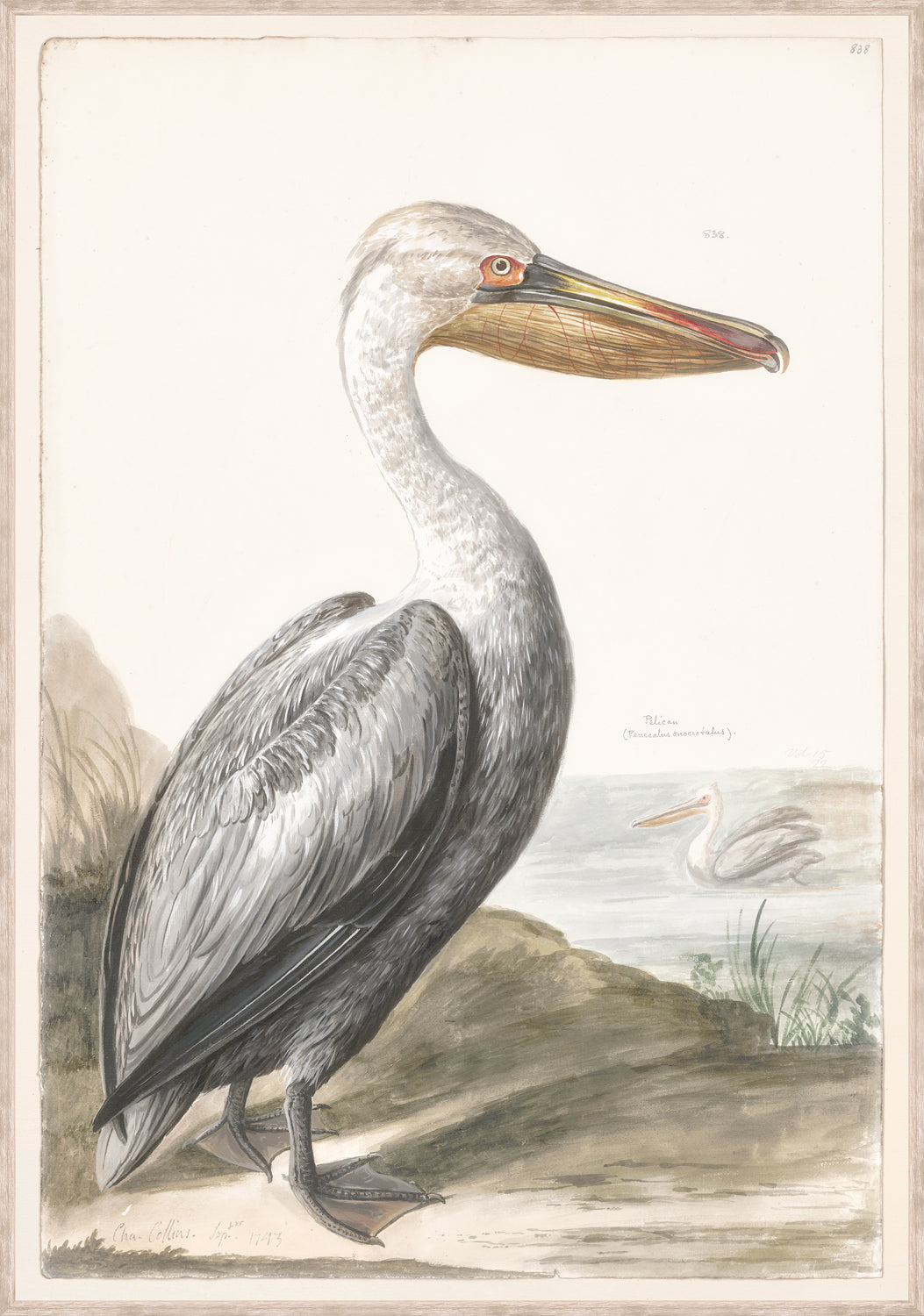 T White Pelican C 1720 framed art print