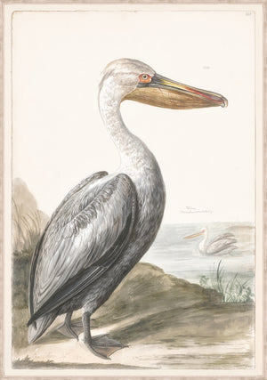 T White Pelican C 1720 framed art print