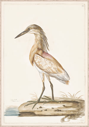 T White Cattle Egret C 1720 framed art print