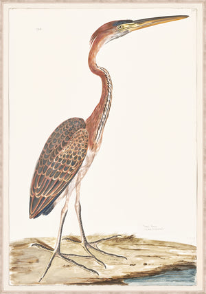 T White Purple Heron C 1720 framed art print