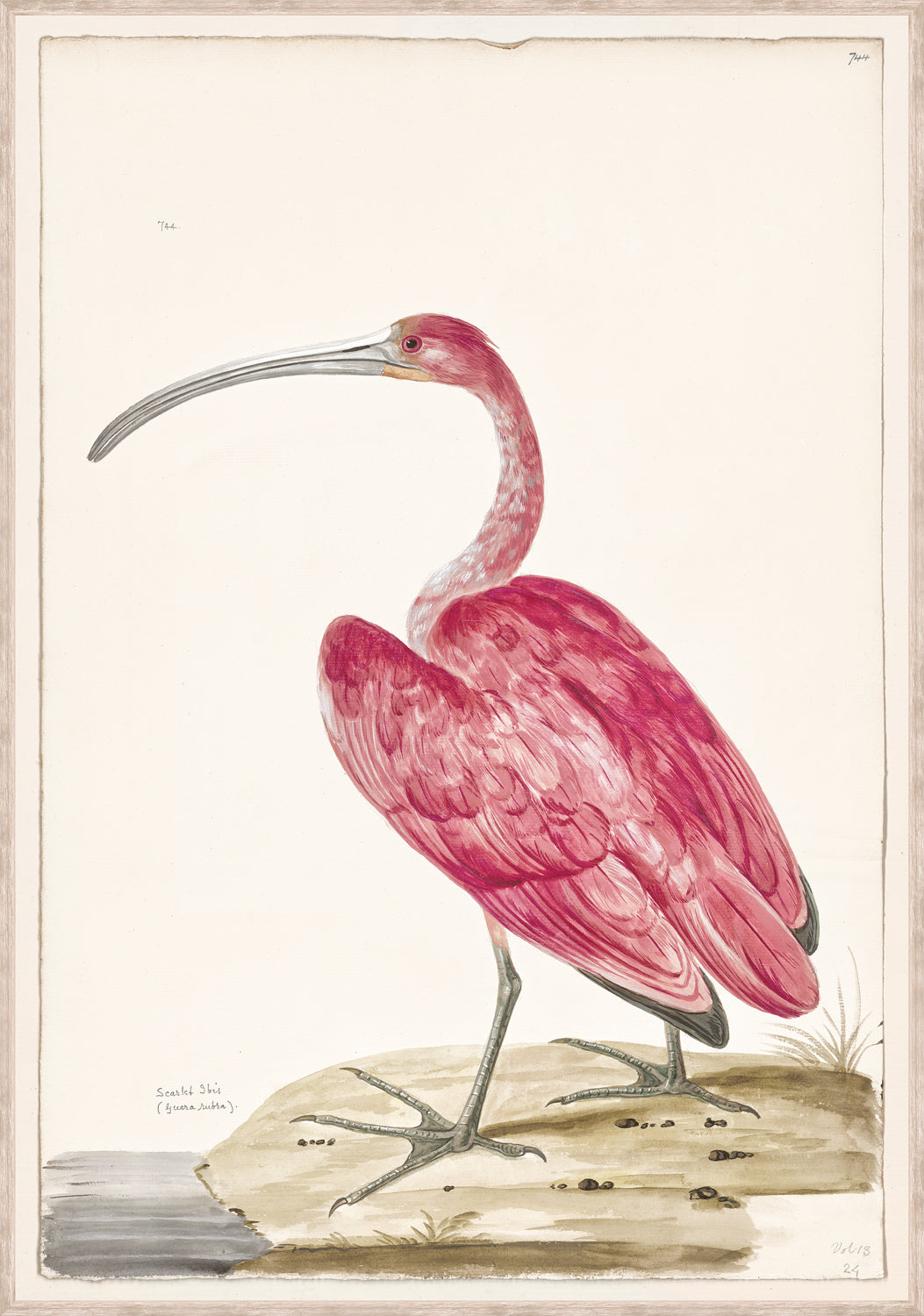 T White Scarlet Ibis C 1720 framed art print