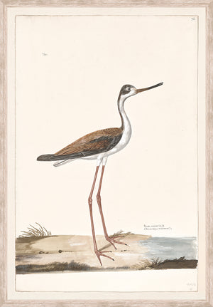 front view of T. WHITE – BLACK-NECKED STILT C. 1720 luxury Artwork