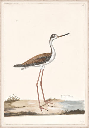 T White Black Necked Stilt C 1720 framed art print