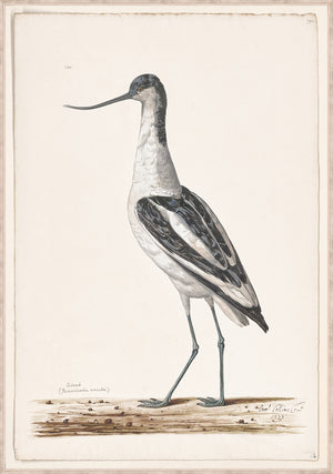 T White Pied Avocet C 1720 framed art print