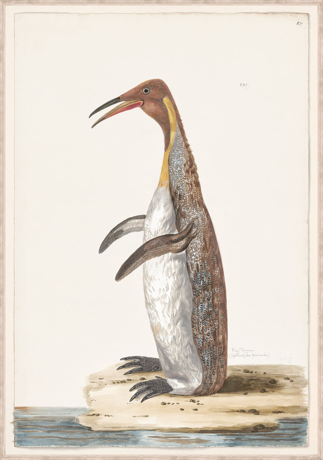 T White King Penguin C 1720 framed art print