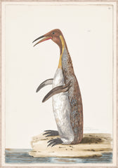 33 × 47 po