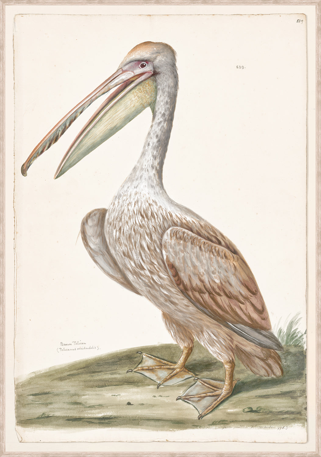 T White Brown Pelican C 1720 framed art print