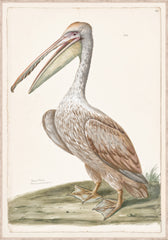 33 × 47 po