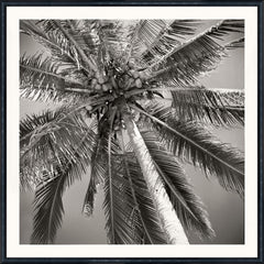 Grande photographie (Dimensions du cadre : 18,75 × 18,75 pouces)